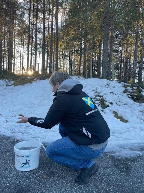 Kommuneansatt som strør grus på glatt vei med sola som skinner mellom trærne - Klikk for stort bilde